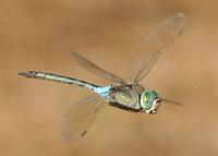 Lesser Emperor Dragonfly