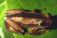 : Afrixalus fornasini; Fornasini's Spiny Reed Frog