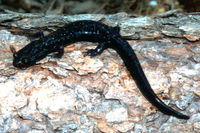 : Aneides flavipunctatus; Black Salamander