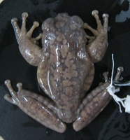 : Bokermannohyla martinsi; Martins' Treefrog
