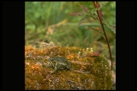 : Bufo canorus; Yosemite Toad