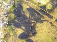 : Bufo viridis; Green Toad (tadpoles)