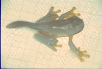 : Cruziohyla calcarifer