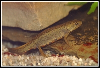 : Lissotriton boscai; Bosca's Newt