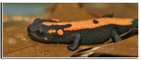 : Paramesotriton laoensis