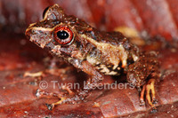 : Pristimantis cruentus