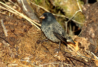 : Geospiza fortis; Medium Ground Finch