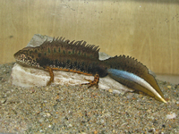 : Triturus dobrogicus; Danube Crested Newt