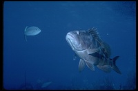 : Epinephelus striatus; Nassau Grouper