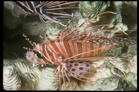 : Pterois antennata; Broadbarred Firefish