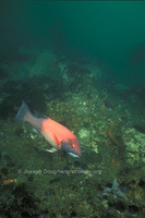 : Semicossyphus pulcher; California Sheephead Wrasse