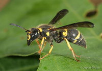 : Ancistrocerus campestris; Mason Wasp