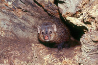 : Crossarchus obscurus; Long-nosed Cusimanse