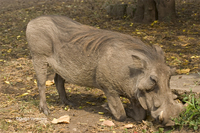 : Phacochoerus africanus; Warthog