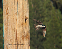 : Tachycineta bicolor