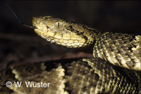 : Bothrops osbornei; Osborne's Pitviper