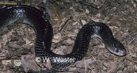 : Bungarus caeruleus; Indian Krait