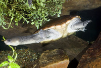: Chelodina reimanni; Reimann's Snakenecked Turtle