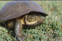 : Clemmys marmorata; Western Pond Turtle