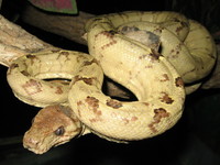 : Corallus hortulanus; Tree Boa;
