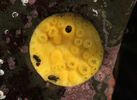 : Cliona celata; Boring Sponge