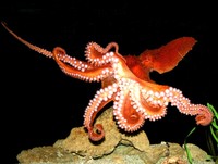 : Enteroctopus dofleini; Giant Pacifc Octopus