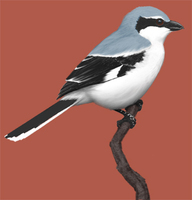 Great Grey Shrike (Lanius excubitor)