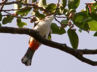 Red-whiskered Bulbul(Pycnonotus jocosus)