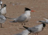 ...Hybrid Lesser Crested Tern x Sandwitch T. - Sterna bengalensis x St sandvicensis - Charran benga