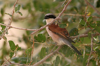 Red backed Shrike