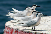 Black-naped Tern 黑枕燕鷗