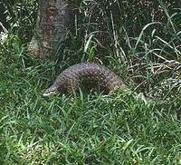 천산갑 Manis pentadactyla Chinese pangolin