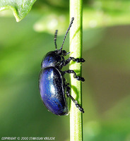Eumolpus asclepiadeus