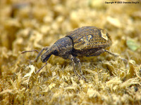 Graptus weberi