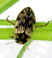 Scarodytes halensis