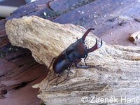 Dorcus elegantulus