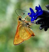 Ochlodes sylvanus - Large Skipper