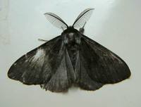 Lymantria monacha - Black Arches