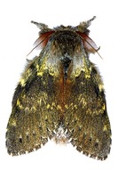Stauropus fagi - Lobster Moth