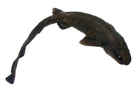 Halaelurus canescens, Dusky catshark: