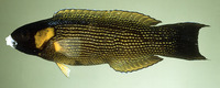Labropsis polynesica, :
