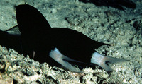 Chromis xanthura, Paletail chromis: aquarium