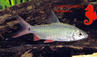 Distichodus notospilus, :