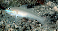 Valenciennea randalli, Greenband goby: