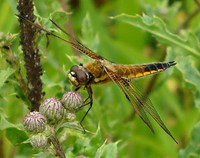 Libellula quadrimaculata - Four-spotted Chaser