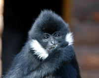 Image of: Nomascus leucogenys (northern white-cheeked gibbon)