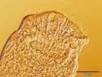 Rhipidocotyle