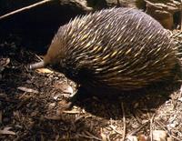 Image of: Tachyglossus aculeatus (short-beaked echidna)