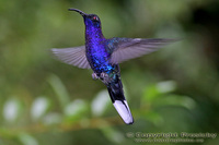 Campylopterus hemileucurus - Violet Sabrewing