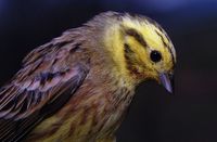 Emberiza citrinella - Yellowhammer